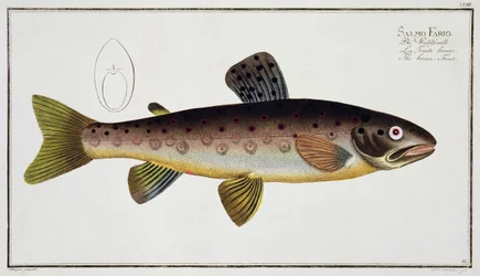 Brown Trout (Salmo Iasustris) plate XXIII from 